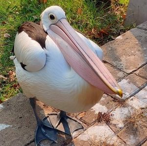 Meet your Posher, Devin